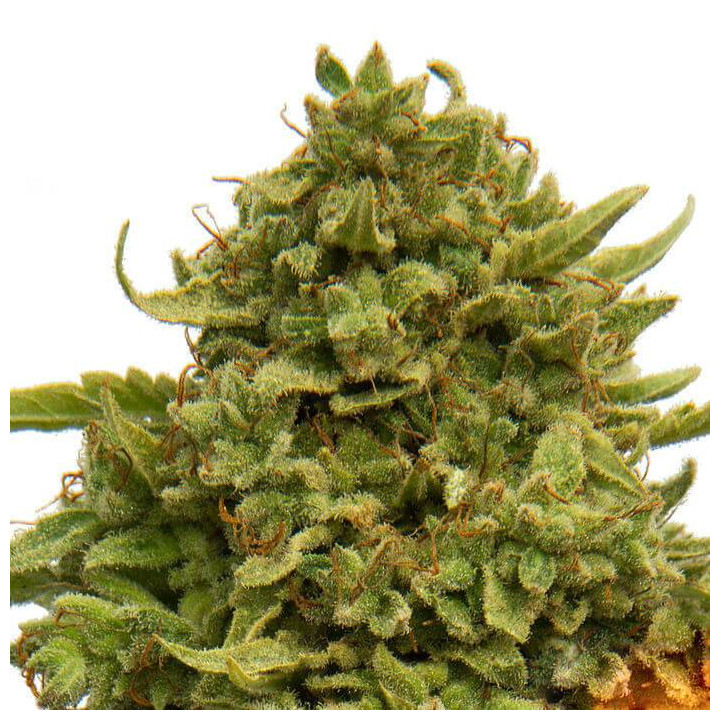 Pineapple Chunk (Barney´s Farm)