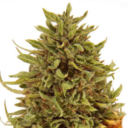 Pineapple Express Auto (Barney´s Farm)