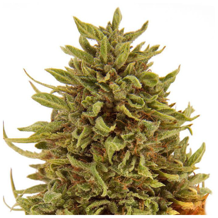 Pineapple Express Auto (Barney´s Farm)