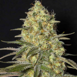 Black Dream (Eva Seeds)