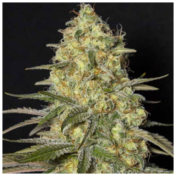 Black Dream (Eva Seeds)