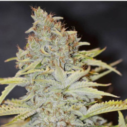 Furious Candy (Eva Seeds)