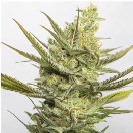 Gipsy Haze (Eva Seeds)