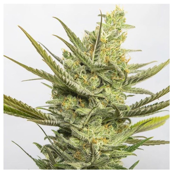 Gipsy Haze (Eva Seeds)