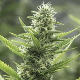High Level (Eva Seeds)