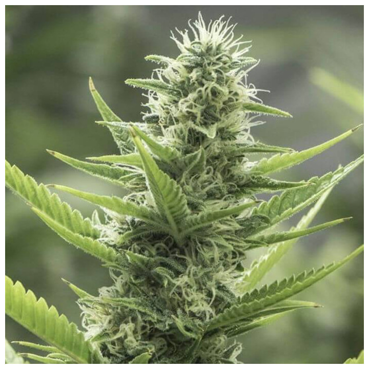 High Level (Eva Seeds)
