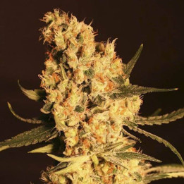 Jamaican Dream (Eva Seeds)