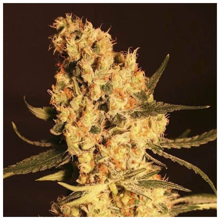Jamaican Dream (Eva Seeds)