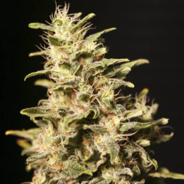 Missing in Barcelona (Eva Seeds)