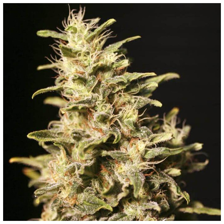 Missing in Barcelona (Eva Seeds)