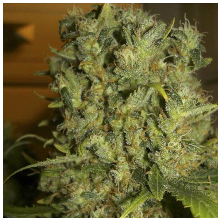 Monster (Eva Seeds)