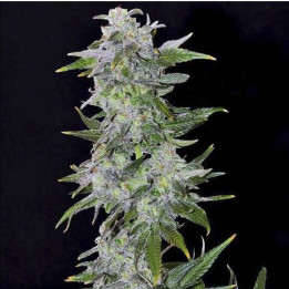 TNT Kush (Eva Seeds)