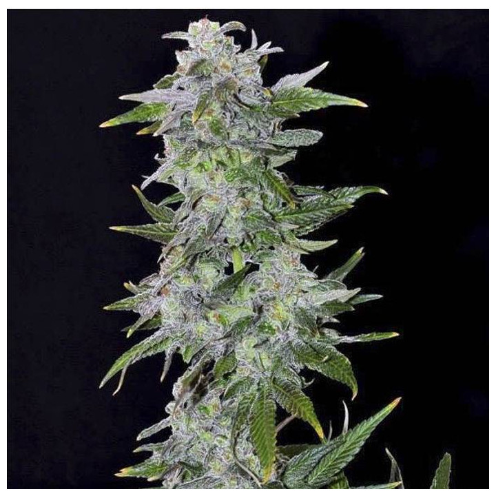 TNT Kush (Eva Seeds)