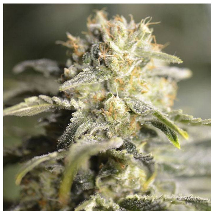 TNT Kush CBD (Eva Seeds)