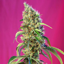 Black Jack CBD (Sweet Seeds)