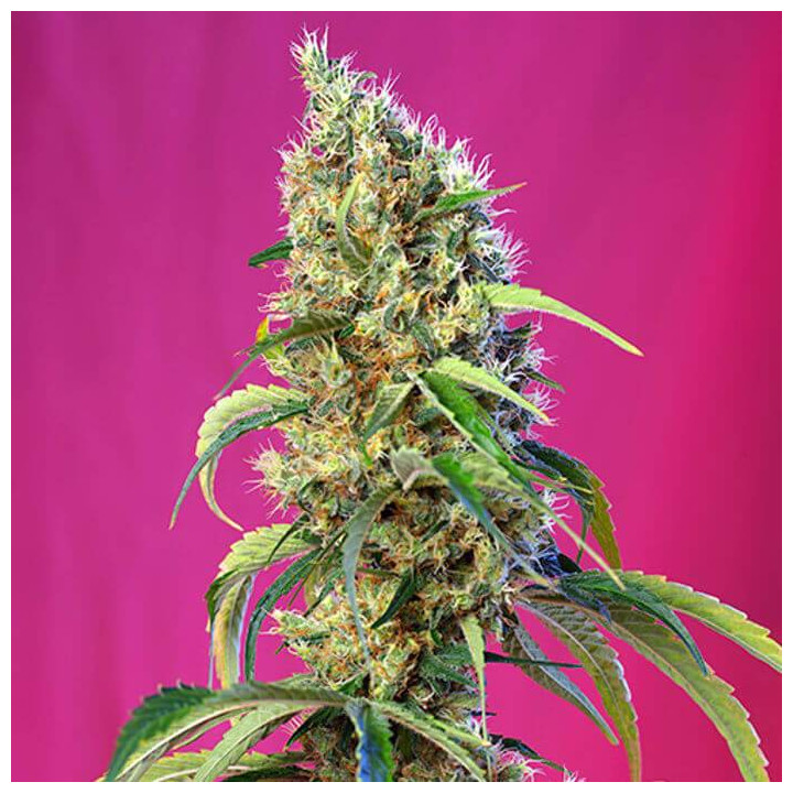 Black Jack CBD (Sweet Seeds)