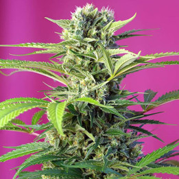Chem Beyond Diesel CBD (Sweet Seeds)