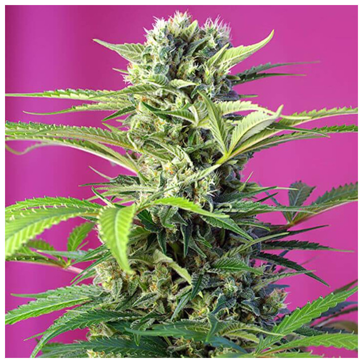 Chem Beyond Diesel CBD (Sweet Seeds)