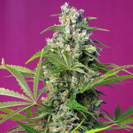 Gorilla Girl (Sweet Seeds)