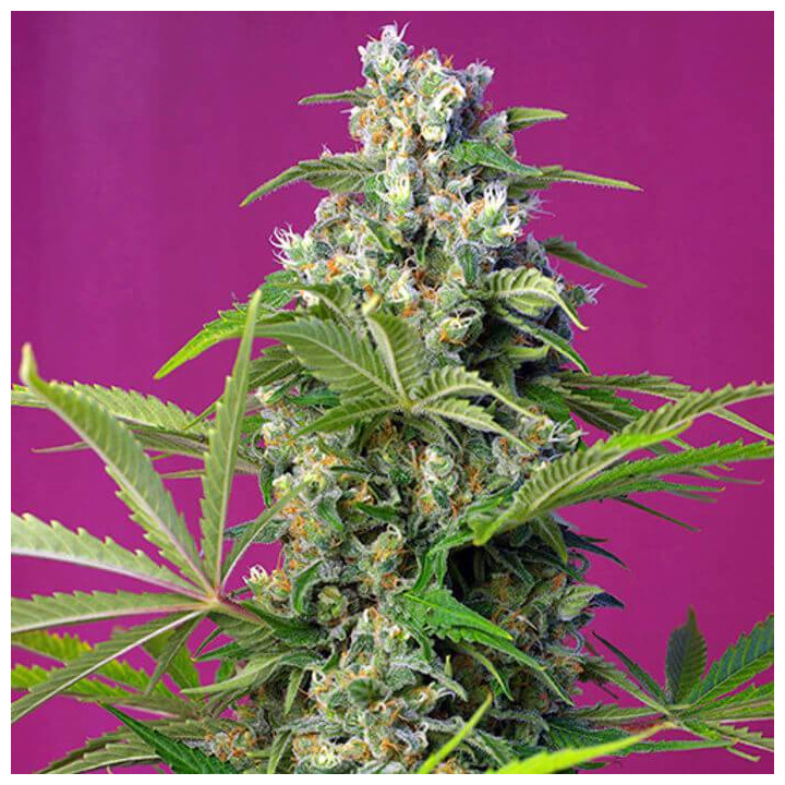 Gorilla Girl (Sweet Seeds)