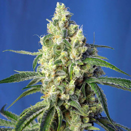 Green Poison CBD (Sweet Seeds)
