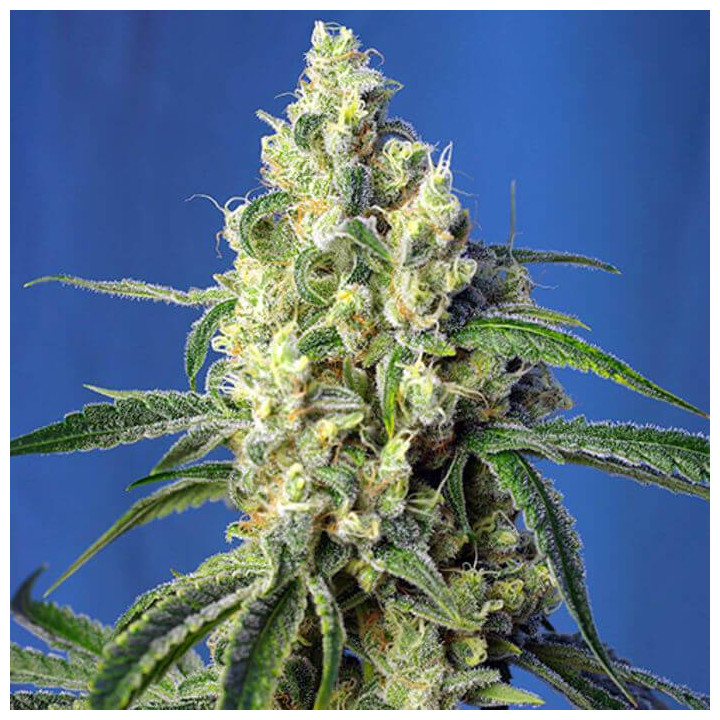 Green Poison CBD (Sweet Seeds)