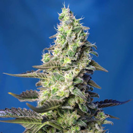 Green Poison XL Auto (Sweet Seeds)