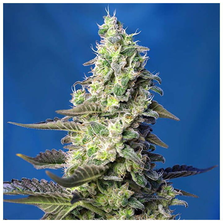Green Poison XL Auto (Sweet Seeds)