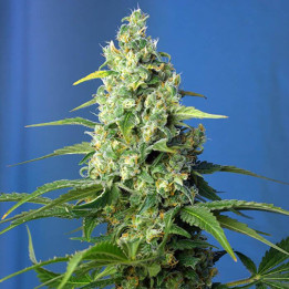 Honey Peach Auto CBD (Sweet Seeds)