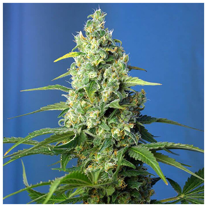 Honey Peach Auto CBD (Sweet Seeds)