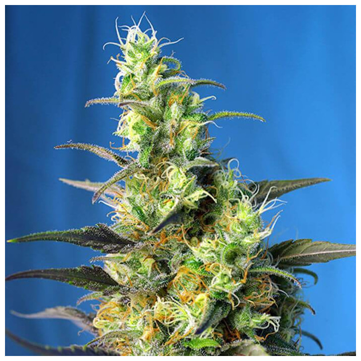 Ice Cool CBD (Sweet Seeds)