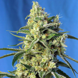 Sweet Amnesia Haze (Sweet Seeds)