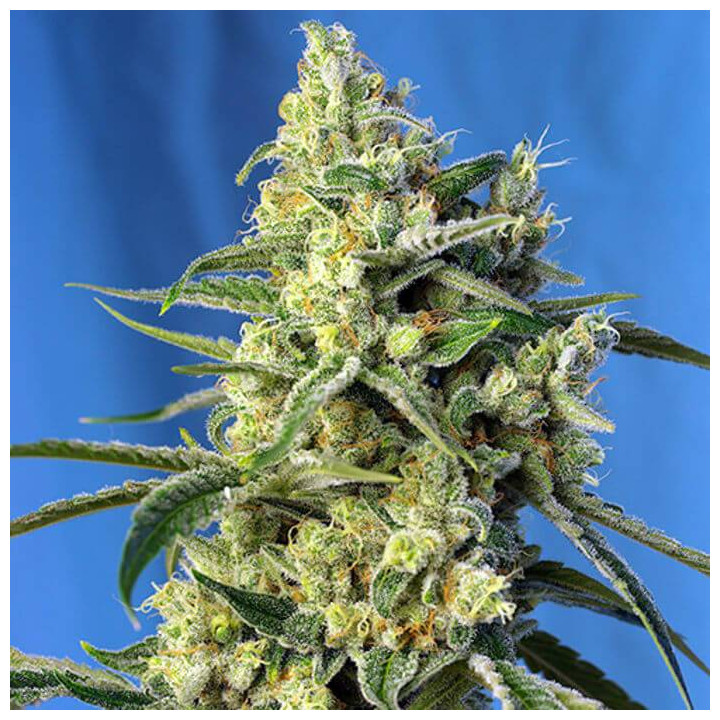 Sweet Amnesia Haze (Sweet Seeds)