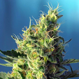 Sweet Pure CBD (Sweet Seeds)