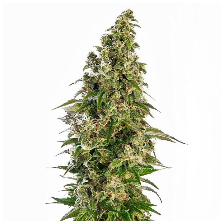 Afghani 1 Automatic  (Sensi Seeds)
