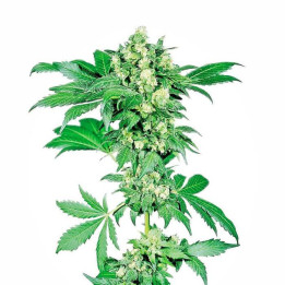 Afghani 1 Feminizada (Sensi Seeds)