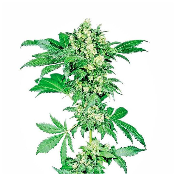 Afghani 1 Feminizada (Sensi Seeds)