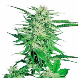 Big Bud Feminizada (Sensi Seeds)