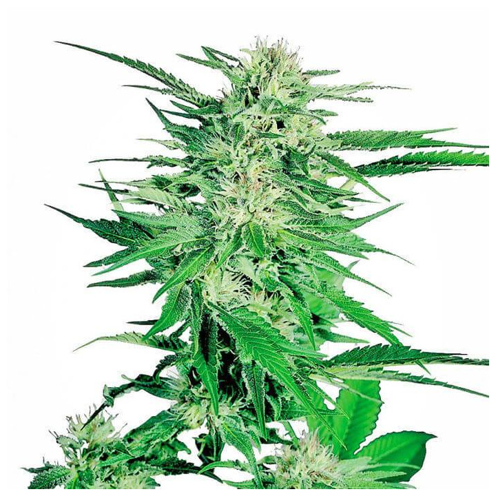 Big Bud Feminizada (Sensi Seeds)