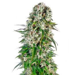 Big Bud Automatic (Sensi Seeds)