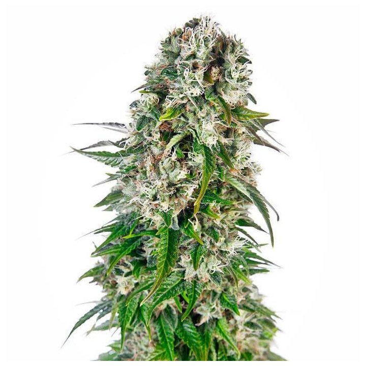 Big Bud Automatic (Sensi Seeds)