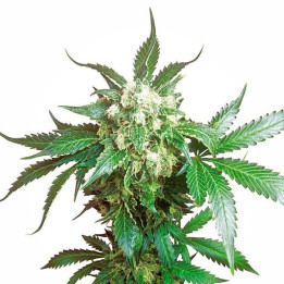 Black Domina Feminizada (Sensi Seeds)
