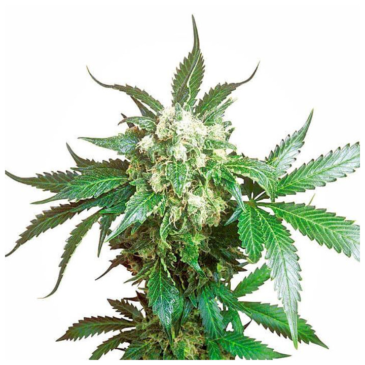 Black Domina Feminizada (Sensi Seeds)