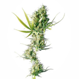 Durban Feminizada (Sensi Seeds)