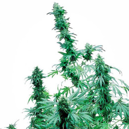 Early Skunk Feminizada (Sensi Seeds)