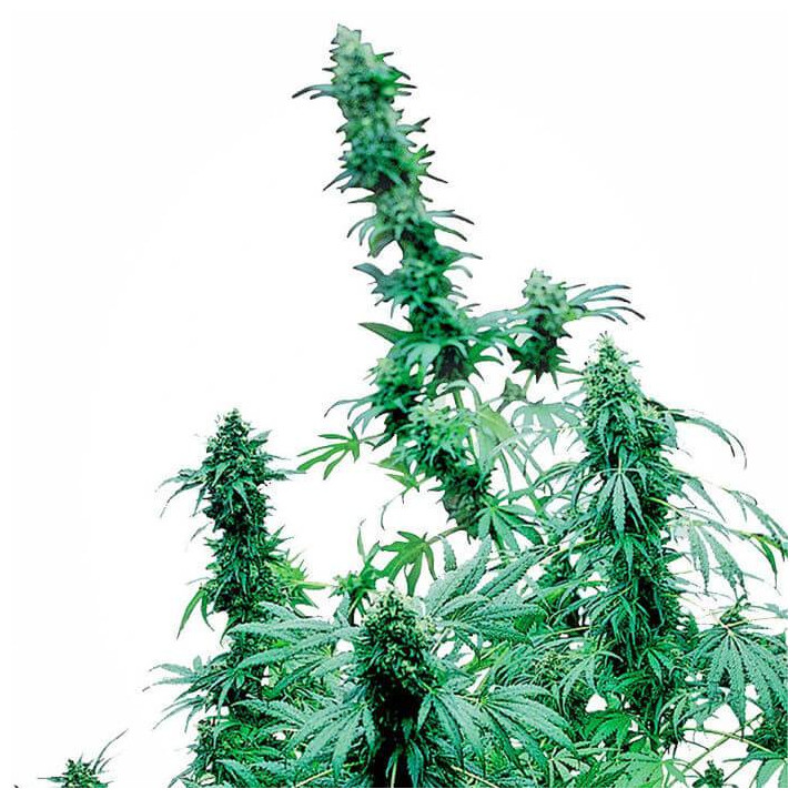 Early Skunk Feminizada (Sensi Seeds)