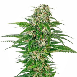 Early Skunk Automatic (Sensi Seeds)