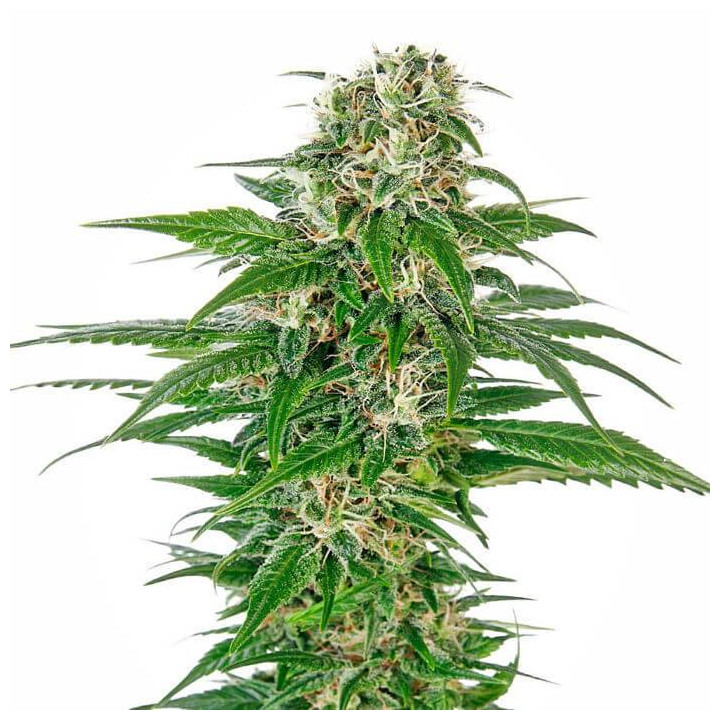 Early Skunk Automatic (Sensi Seeds)