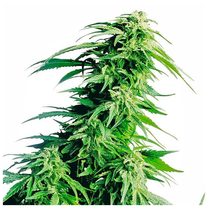 Hindu Kush Feminizada (Sensi Seeds)