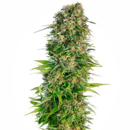 Hindu Kush Automatic (Sensi Seeds)